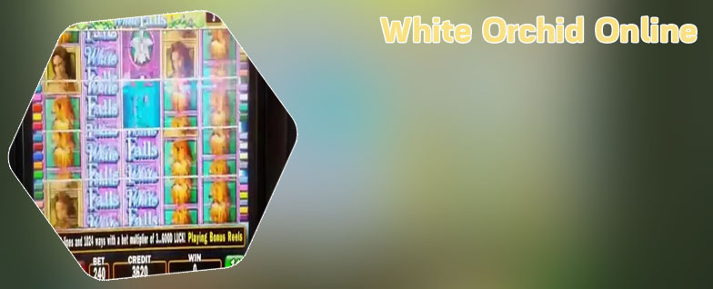 White orchid free slot games